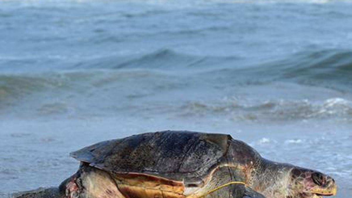 Tamil Nadu to trial 50 Turtle Excluder Devices on fishing boats to protect sea turtles