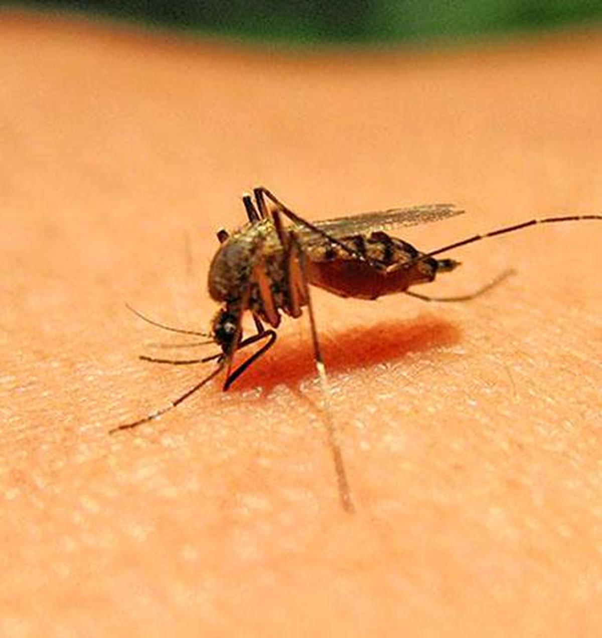Even mosquitoes have a role to play in our ecosystem