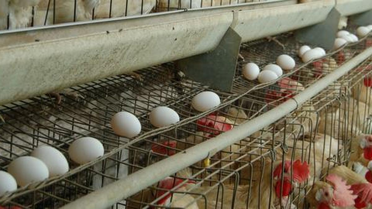 Bird flu outbreak: U.S. eggs prices hit a record high of $4.95 and are likely to keep climbing