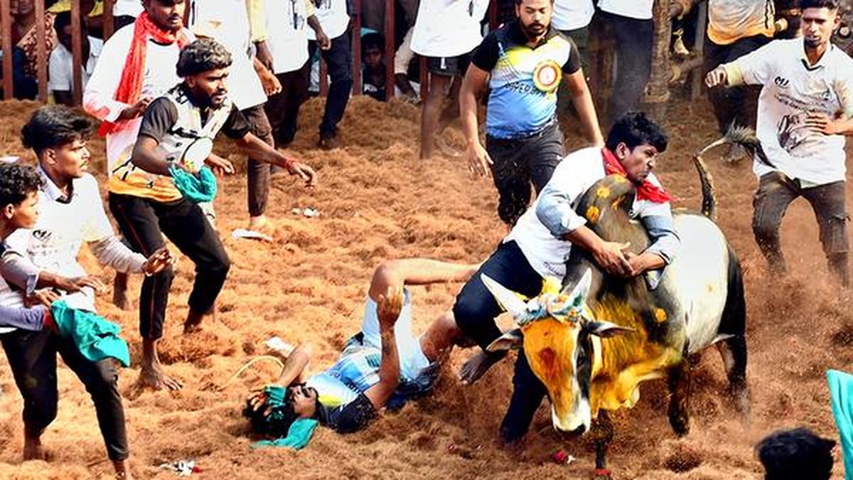 22 injured in jallikattu held at two villages in Pudukottai