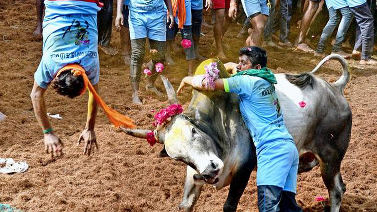 Ready to tame bulls this Jallikattu season? Here’s a guide to everything you need to know in Madurai