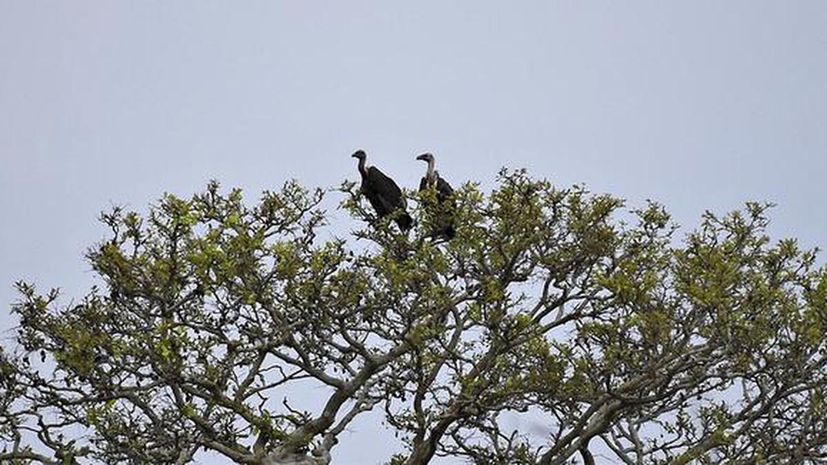 India’s southernmost vulture population stands at 320 individuals