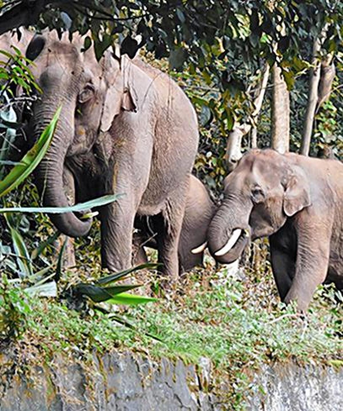 Lakshmy’s next book is likely to explore elephant corridors