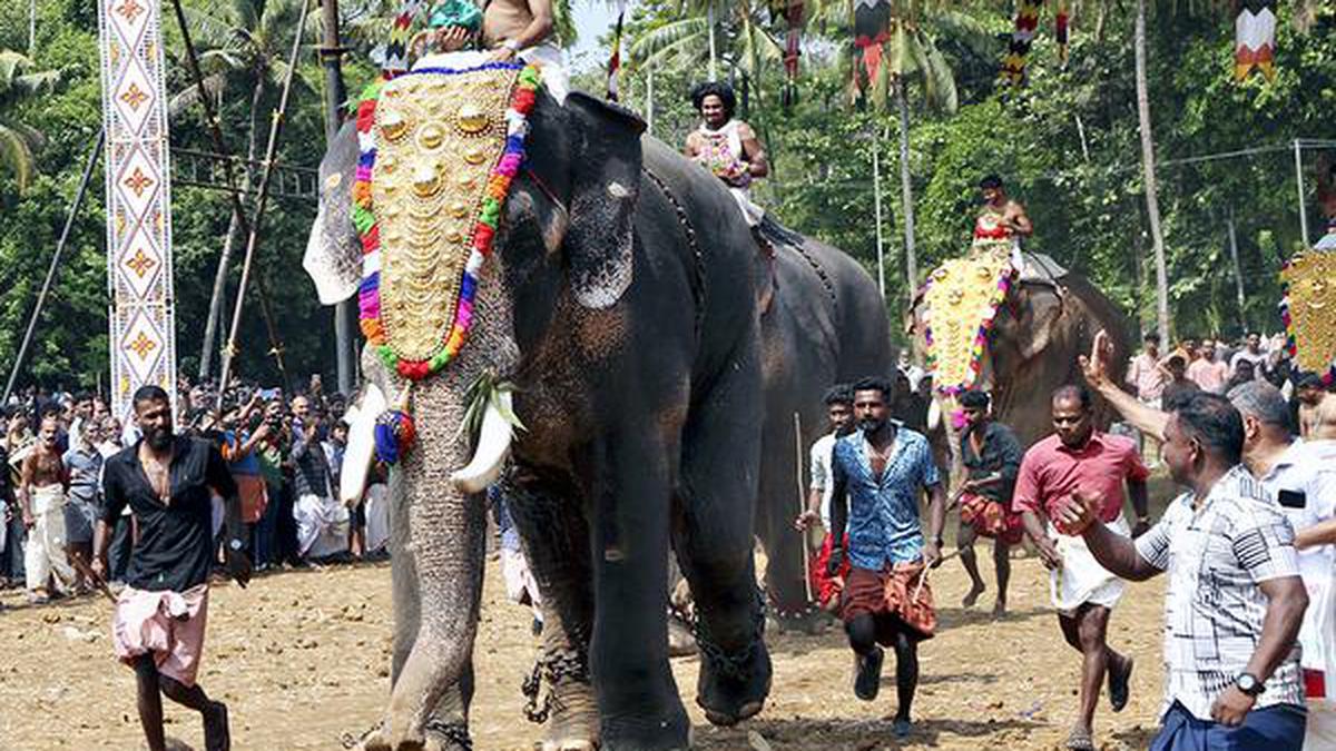 Maintain 6 Metres Between Elephants Artistes At Thrissur Pooram Says Kerala Hc The Hindu