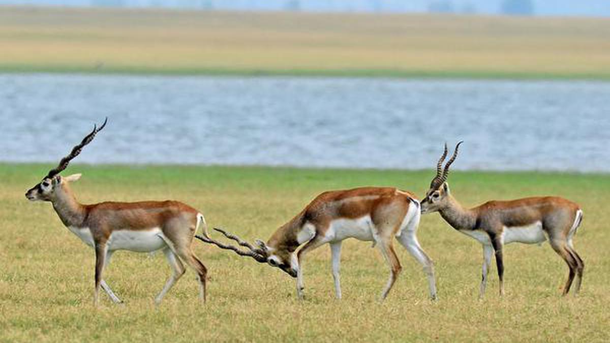 Watch | Where have the blackbucks gone?