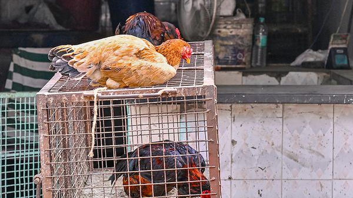 Telangana on high alert in view of bird flu