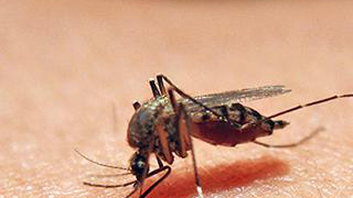 Health dept. orders intensification of preventive drive against dengue