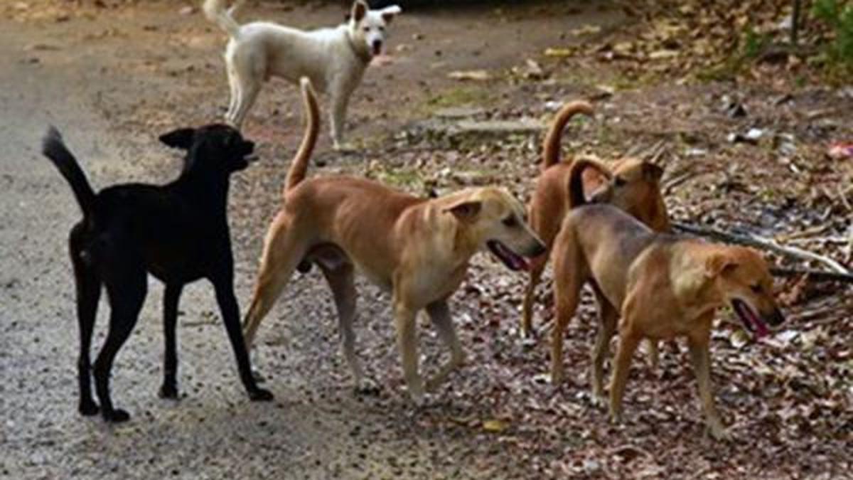 BJP to make stray dog menace a campaign issue ahead of the Thiruvananthapuram Corporation elections