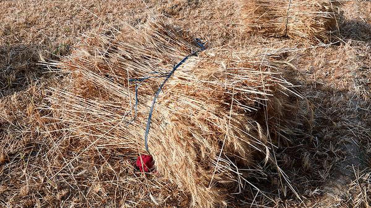 Boon to ban: How the wheat export story changed in two months