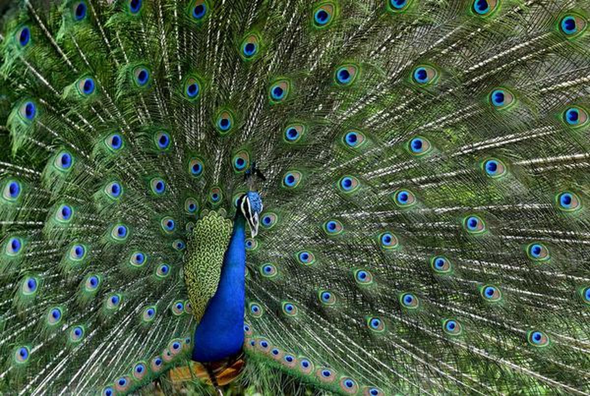 पक्षी उज्ज्वल होते हैं, दिलचस्प व्यवहार प्रदर्शित करते हैं और मनुष्यों के साथ उनका गहरा सांस्कृतिक जुड़ाव होता है  पक्षी उज्ज्वल होते हैं, दिलचस्प व्यवहार प्रदर्शित करते हैं और मनुष्यों के साथ उनका गहरा सांस्कृतिक जुड़ाव होता है