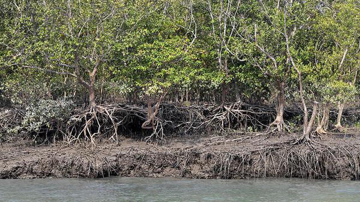 CAG report highlights gross environmental violations in Ramsar sites, EKW, Sunderbans