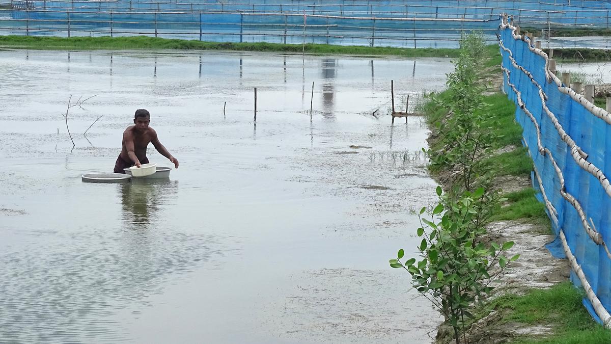 Sustainable shrimp cultivation provides hope for mangrove restoration in Sundarbans
