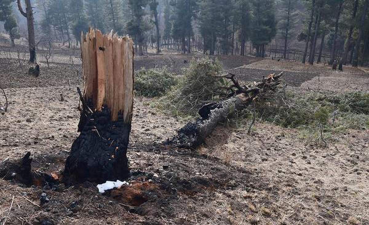 A view of deodar stumps in a deforested in Kandajan area, Budgam district, central Kashmir, December 11, 2020.