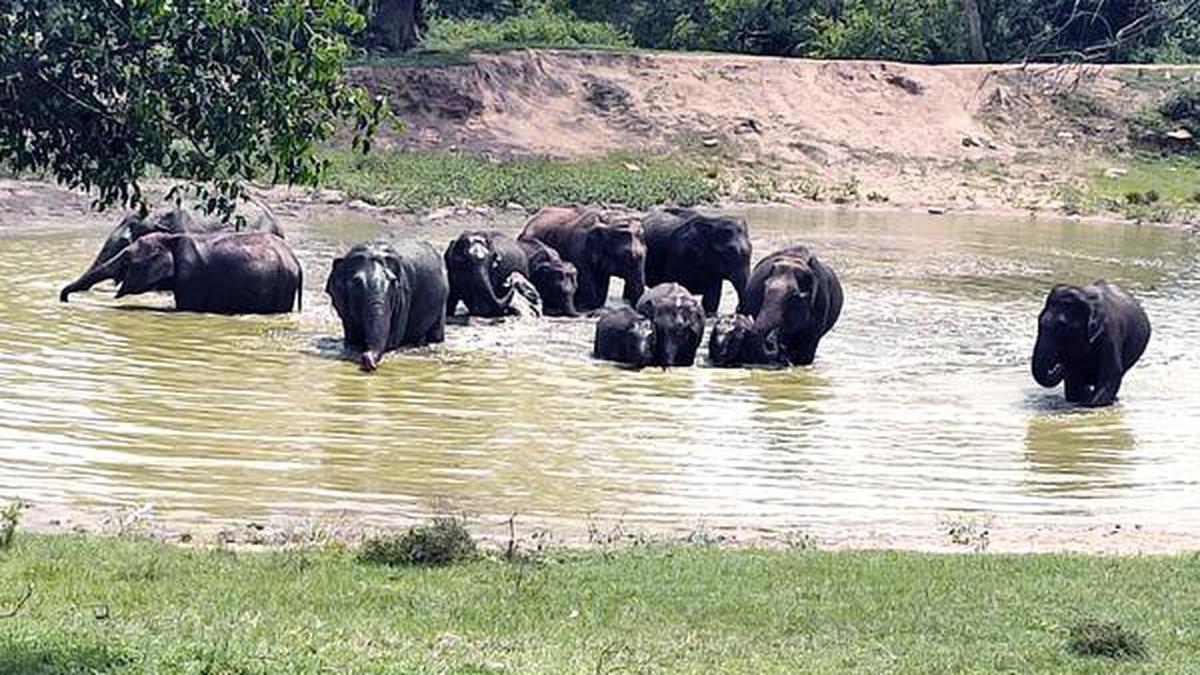 Rains in Bandipur expected to delay onset of fire season in south Karnataka forest