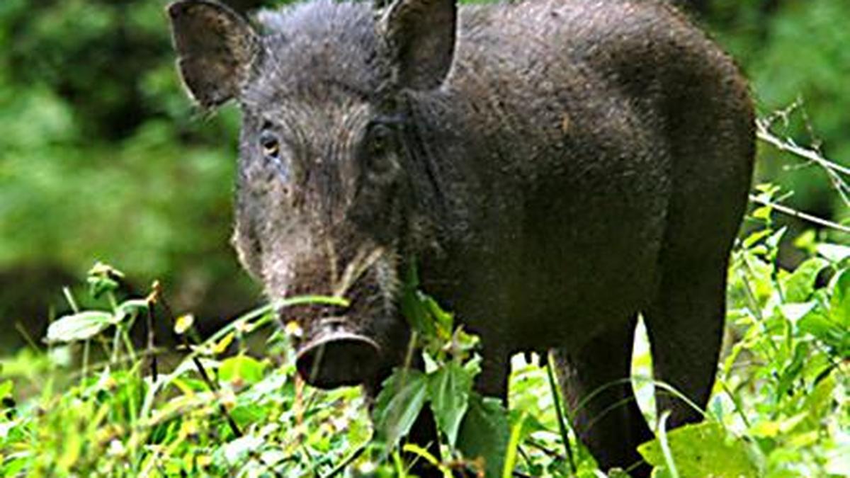 In Focus Podcast | Why are species extinct in the wild, and now only in captive collections, top priority? – The Hindu