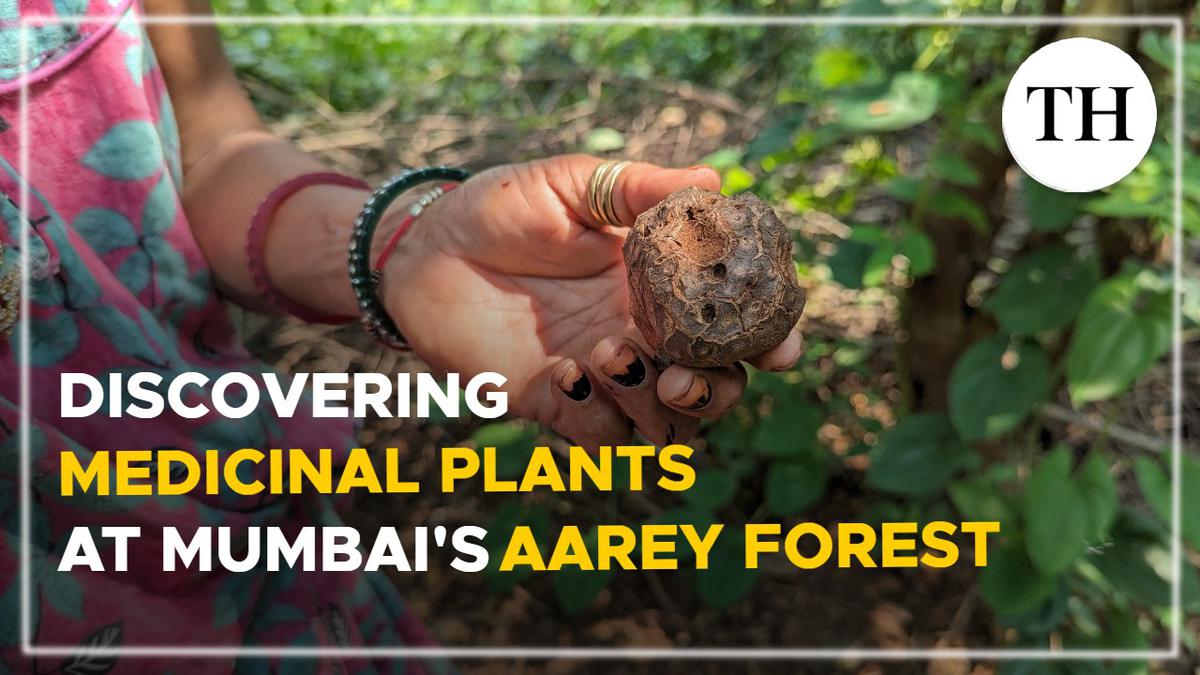 Watch | Discovering medicinal plants at Mumbai’s Aarey forest