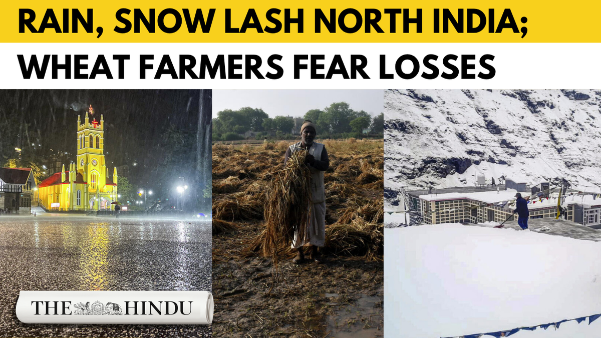 Western disturbance brings rain, snow to parts of North India; wheat crops at risk Western disturbance brings rain, snow to parts of North India; wheat crops at risk