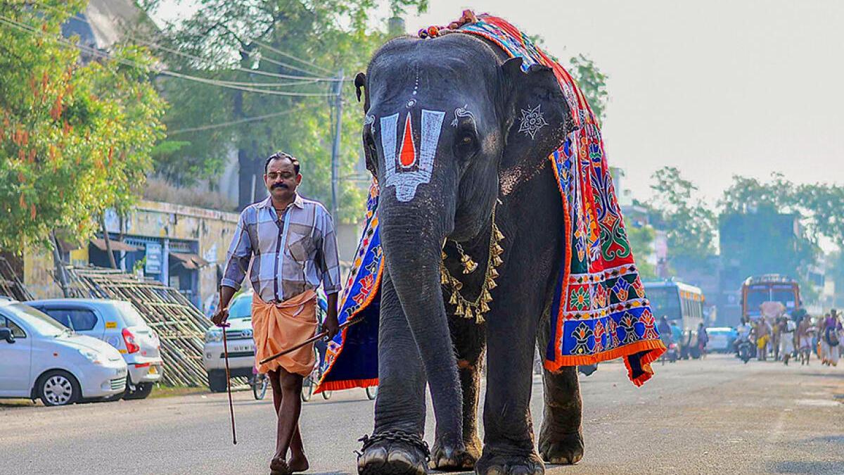 What is the plight of temple elephants in TN?