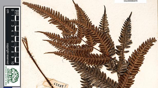 Watch| Inside India’s biggest virtual herbarium